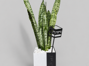 Vase with Plant